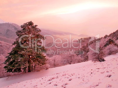 Snowy landscape.