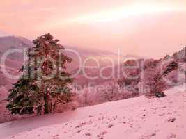 Snowy landscape.