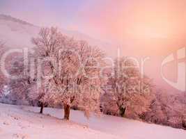 Snowy landscape.