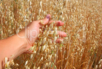 hand holds the ear of oats