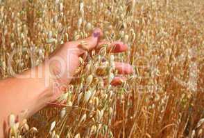 hand holds the ear of oats