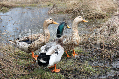 Three beautiful ducks