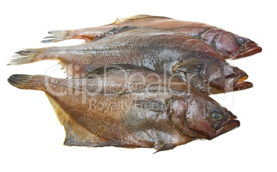 Four fresh flounder fishes