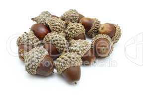 Autumn acorns