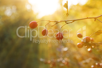 red hawthorn berries