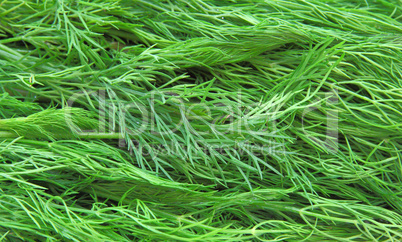 Fresh green dill Fresh green dill