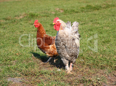 A brightly colored cockerel and chicken