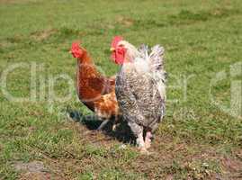 A brightly colored cockerel and chicken