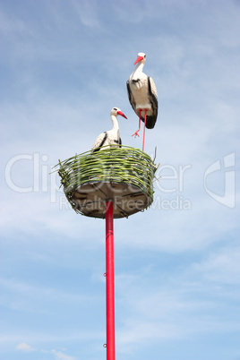 couple of white storks in nest