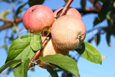 Apples on a branch