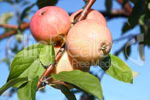 Apples on a branch