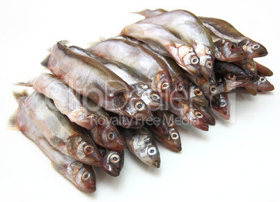 Fresh fish sprats