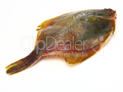 Fresh fishes flounder  on white background