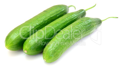 The fresh green cucumber