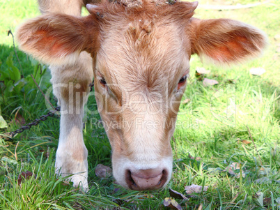 The young it is brown a white calf