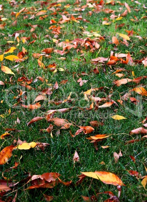 Grass Leaves Autumn