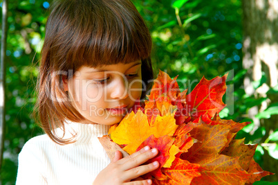 Autumn maple leaves.jpg