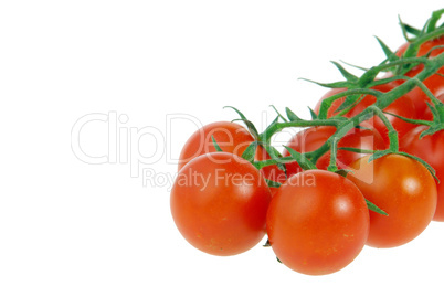 Tomate - tomato 25