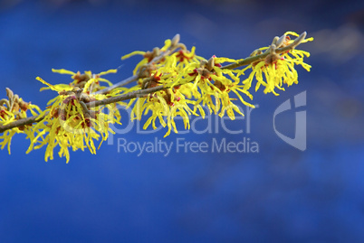 Hamamelis 13