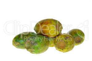 Kaktusfeige - prickly pear 10