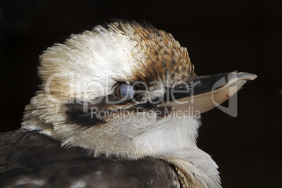 Lachender Hans (Kookaburra)