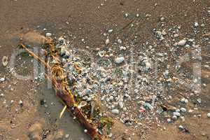 Strandgut mit Muscheln