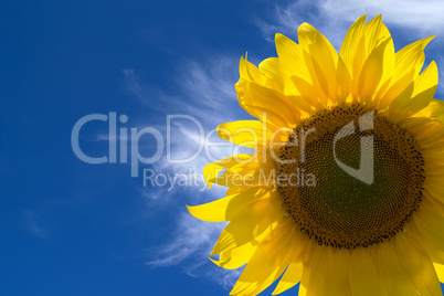 Sunflower against blue sky