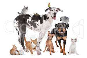 Pets in front of a white background