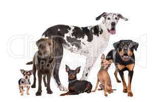 large group of dogs