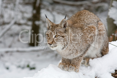 Luchs