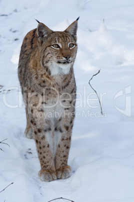 Luchs