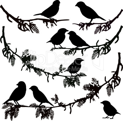Birds on branch tree vector illustration