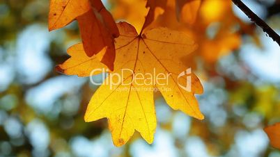 autumn foliage