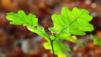 autumn foliage