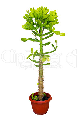 houseplant Cactus in a red pot