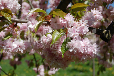 Blooming Apple Tree