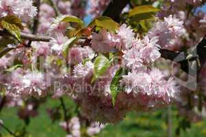 Blooming Apple Tree