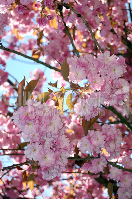 Blooming Apple Tree