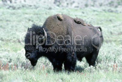 Bison