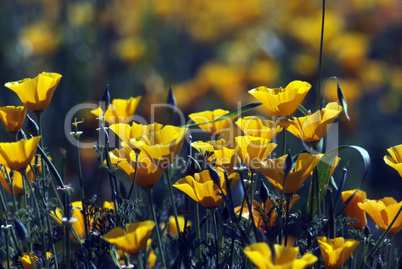 California poppy