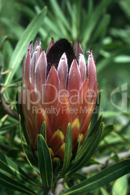 Protea