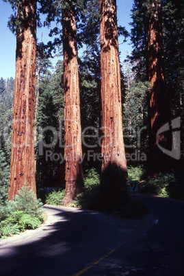 Sequoia tree