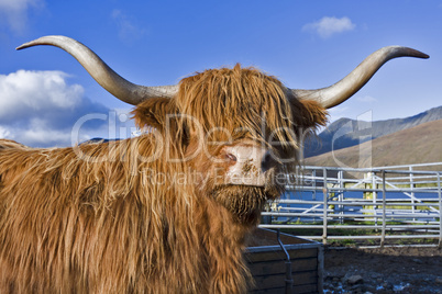 brown highland cattle with blue sky in background