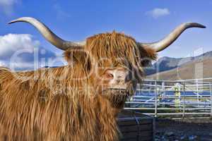 brown highland cattle with blue sky in background