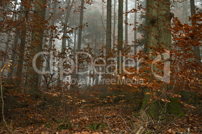 german forest in autumn