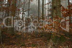 german forest in autumn