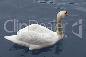 swimming white swan