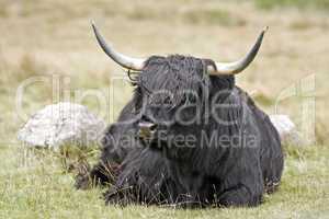 black highland cattle
