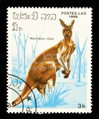 Kangaroo stamp.