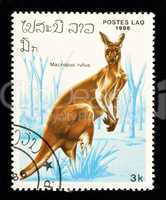 Kangaroo stamp.